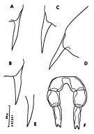Espce Clausocalanus lividus - Planche 5 de figures morphologiques