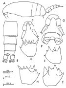 Espce Clausocalanus arcuicornis - Planche 3 de figures morphologiques