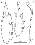 Espce Clausocalanus arcuicornis - Planche 4 de figures morphologiques