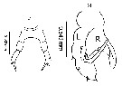 Species Temora discaudata - Plate 18 of morphological figures