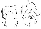 Espce Temora stylifera - Planche 32 de figures morphologiques