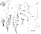 Espce Paraeuchaeta plaxiphora - Planche 1 de figures morphologiques