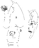 Espce Euchaeta media - Planche 24 de figures morphologiques