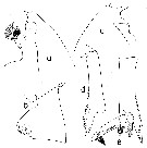 Espce Paraeuchaeta pseudotonsa - Planche 19 de figures morphologiques