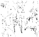 Espce Paraeuchaeta sarsi - Planche 16 de figures morphologiques