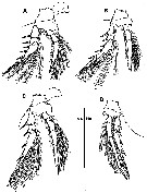 Espce Triconia constricta - Planche 3 de figures morphologiques