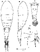 Species Triconia pararedacta - Plate 1 of morphological figures
