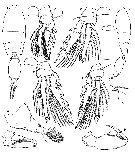 Espce Triconia redacta - Planche 4 de figures morphologiques
