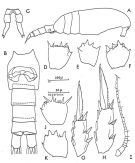 Espce Clausocalanus pergens - Planche 3 de figures morphologiques
