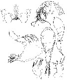 Espce Oncaea mediterranea - Planche 23 de figures morphologiques