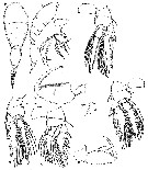 Espce Oncaea venusta - Planche 34 de figures morphologiques