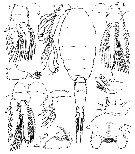 Espce Oncaea media - Planche 12 de figures morphologiques