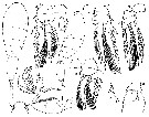 Espce Oncaea scottodicarloi - Planche 4 de figures morphologiques