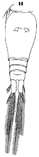 Espce Oncaea scottodicarloi - Planche 5 de figures morphologiques