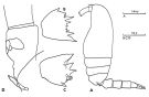 Espce Clausocalanus furcatus - Planche 3 de figures morphologiques