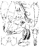 Espce Triconia furcula - Planche 1 de figures morphologiques