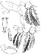 Espce Triconia furcula - Planche 2 de figures morphologiques
