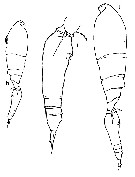 Espce Triconia derivata - Planche 5 de figures morphologiques