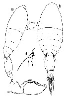Espce Oncaea prolata - Planche 6 de figures morphologiques