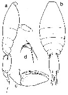 Espce Oncaea curvata - Planche 5 de figures morphologiques