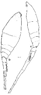 Species Lubbockia squillimana - Plate 6 of morphological figures