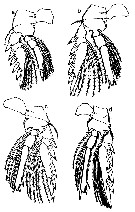 Espce Triconia conifera - Planche 29 de figures morphologiques