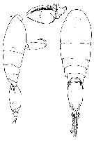 Espce Triconia conifera - Planche 32 de figures morphologiques
