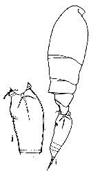 Espce Triconia quadrata - Planche 1 de figures morphologiques