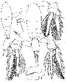 Espce Triconia quadrata - Planche 3 de figures morphologiques