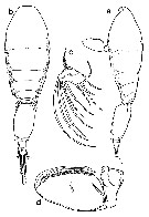 Espce Oncaea mediterranea - Planche 24 de figures morphologiques