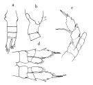 Espce Disseta palumbii - Planche 5 de figures morphologiques