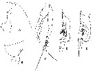 Espce Euchaeta marina - Planche 42 de figures morphologiques