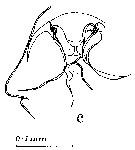 Species Euchaeta marinella - Plate 4 of morphological figures