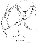 Espce Euchaeta rimana - Planche 19 de figures morphologiques