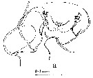 Espce Euchaeta marina - Planche 43 de figures morphologiques