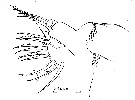 Espce Euchaeta marina - Planche 45 de figures morphologiques