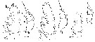 Espce Euchaeta marinella - Planche 6 de figures morphologiques