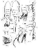 Espce Pseudodiaptomus siamensis - Planche 1 de figures morphologiques