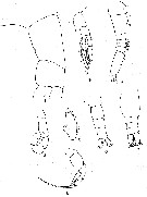 Espce Senecella calanoides - Planche 4 de figures morphologiques