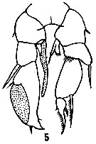 Espce Pseudodiaptomus salinus - Planche 4 de figures morphologiques