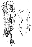 Espce Pseudodiaptomus pelagicus - Planche 7 de figures morphologiques