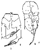 Espce Pseudodiaptomus hessei - Planche 6 de figures morphologiques