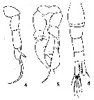 Espce Pseudodiaptomus gracilis - Planche 4 de figures morphologiques