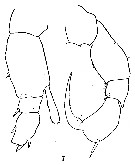 Espce Pseudodiaptomus cristobalensis - Planche 3 de figures morphologiques