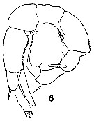 Espce Pseudodiaptomus pelagicus - Planche 9 de figures morphologiques