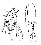 Espce Pseudodiaptomus aurivilli - Planche 6 de figures morphologiques