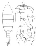 Espce Heterostylites major - Planche 5 de figures morphologiques