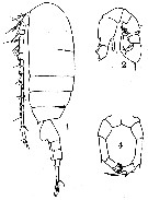 Espce Pseudodiaptomus acutus - Planche 7 de figures morphologiques