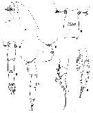 Espce Paraeuchaeta biloba - Planche 18 de figures morphologiques