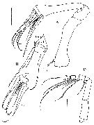 Species Frankferrarius admirabilis - Plate 4 of morphological figures